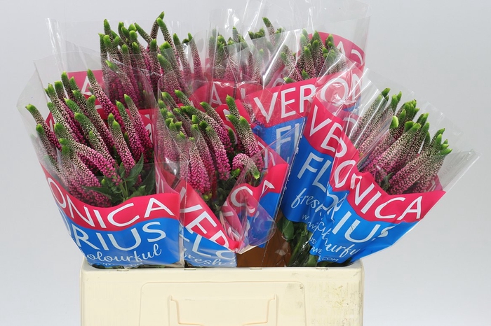 <h4>Veronica Artist Pink X 25</h4>