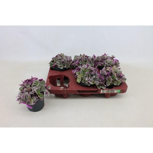 Tradescantia Sweetness 10,5cm