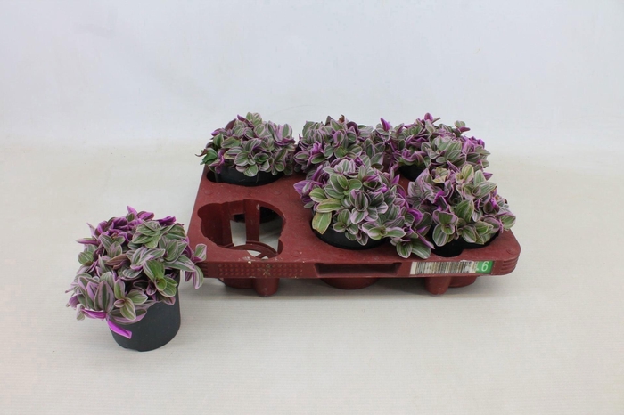 <h4>Tradescantia Sweetness 10,5cm</h4>