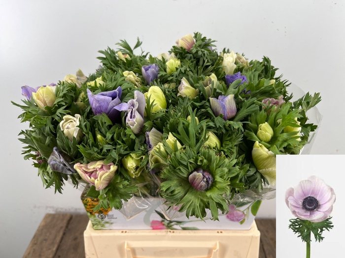 <h4>ANEM CO GALIL PASTEL</h4>