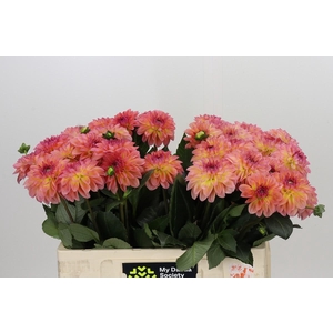 Dahlia Chanel