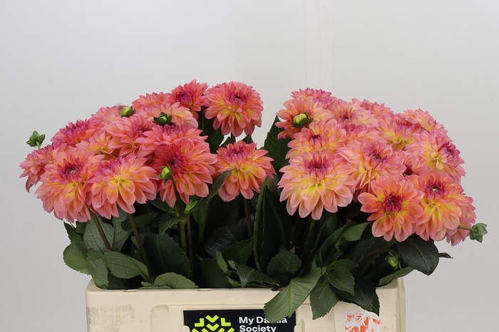 <h4>Dahlia Chanel</h4>