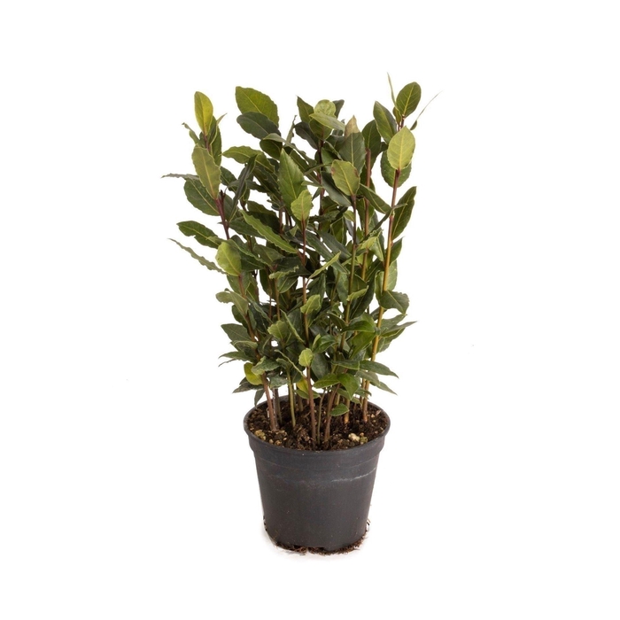 <h4>Laurus nobilis</h4>