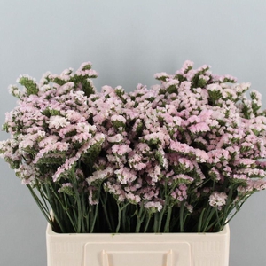 Limonium Sinuatum Apricot Sun Birds