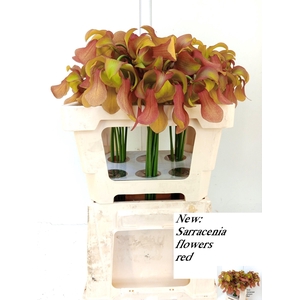 SARRACENIA OV