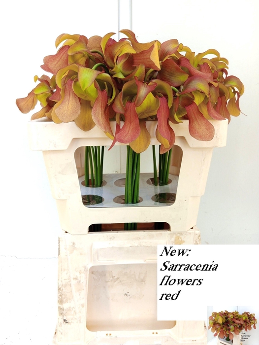 <h4>SARRACENIA OV</h4>