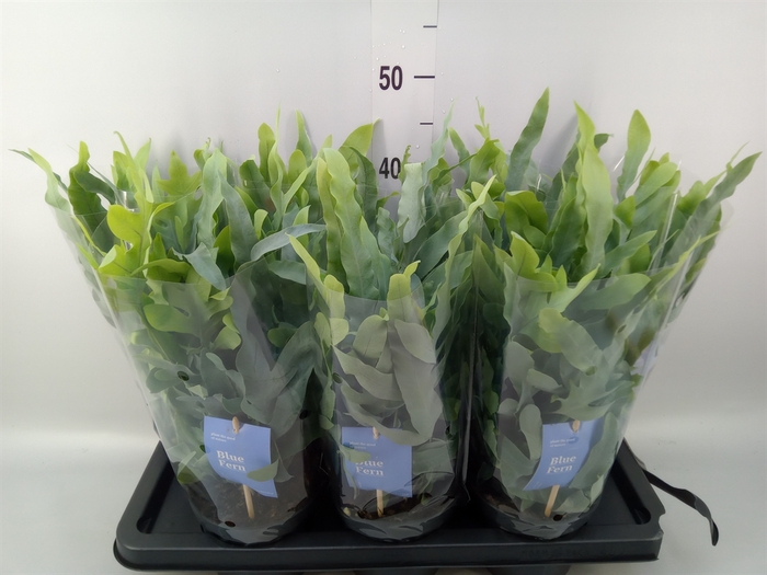 <h4>Phlebodium aureum 'Blue Star'</h4>