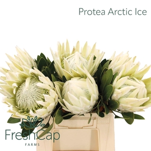 PROTEA CY AYOBA A IC