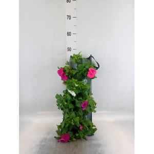 Perkplanten   ...sorted   [Bedding]