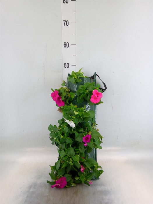 <h4>Perkplanten   ...sorted   [Bedding]</h4>