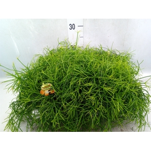 Rhipsalis cassutha