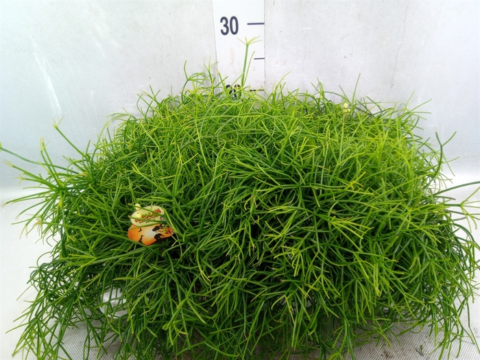 Rhipsalis cassutha