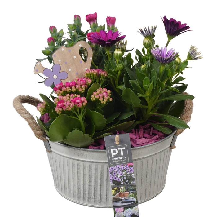 <h4>PTPP6891 Arrangement Patio in metalen schaal</h4>
