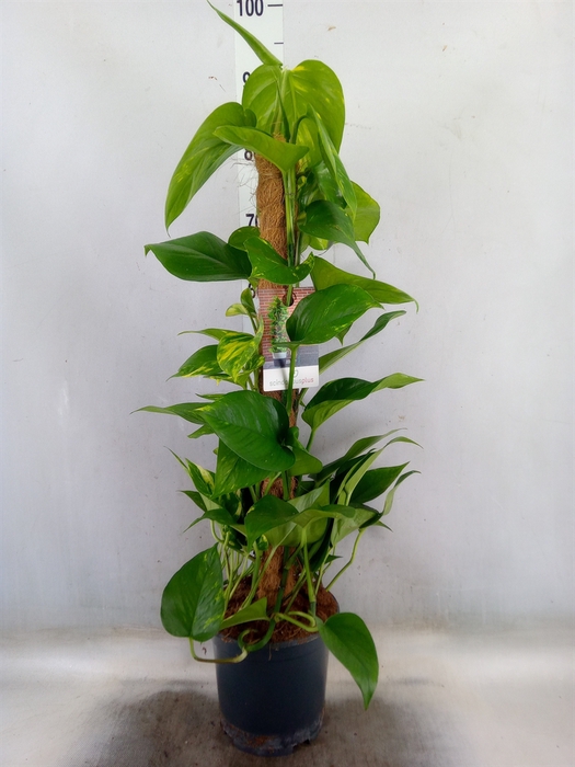 <h4>Epipremnum pinn.   ...moss stick</h4>