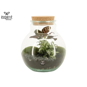 90799: Terrarium arrangement