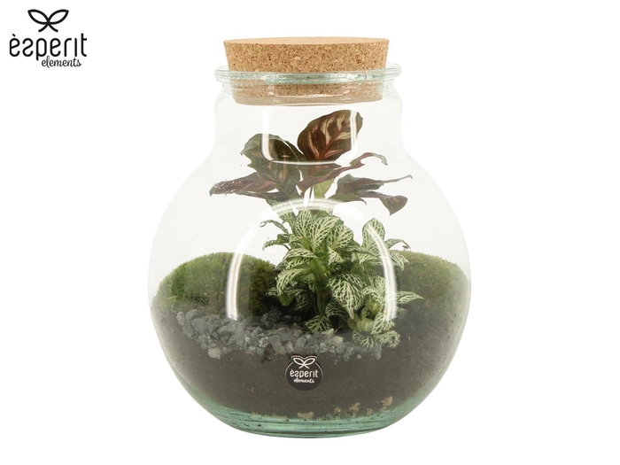 <h4>90799: Terrarium arrangement</h4>