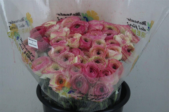 <h4>Ran Cloni Ex Felicidade</h4>