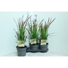 Imperata cylindrica 'Red Baron'