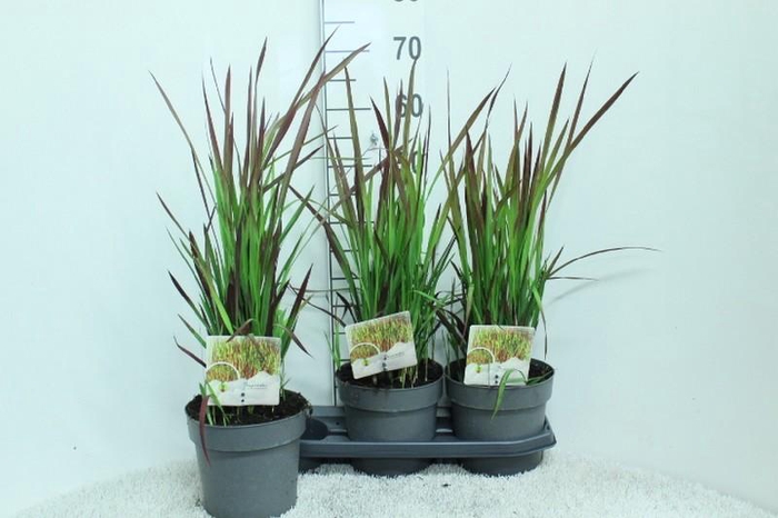 <h4>Imperata cylindrica 'Red Baron'</h4>
