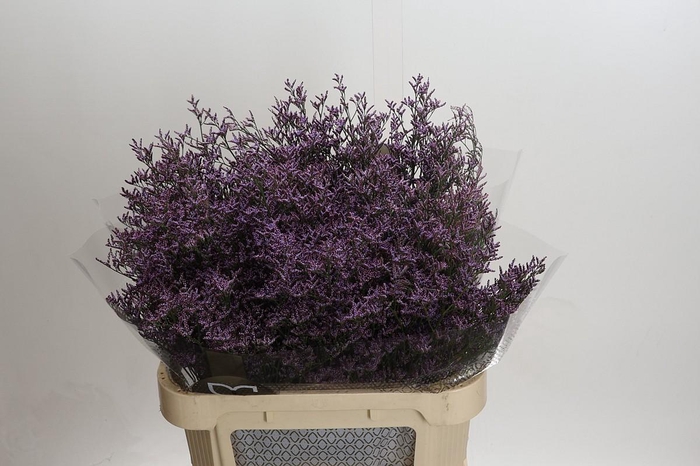 <h4>Limonium Safora Pink Sky</h4>