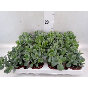 Crassula arborescens subsp. undilat