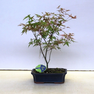 Acer palmatum Beni-maiko, 25cm.