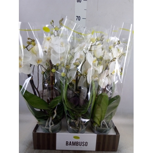 Phalaenopsis   ...white