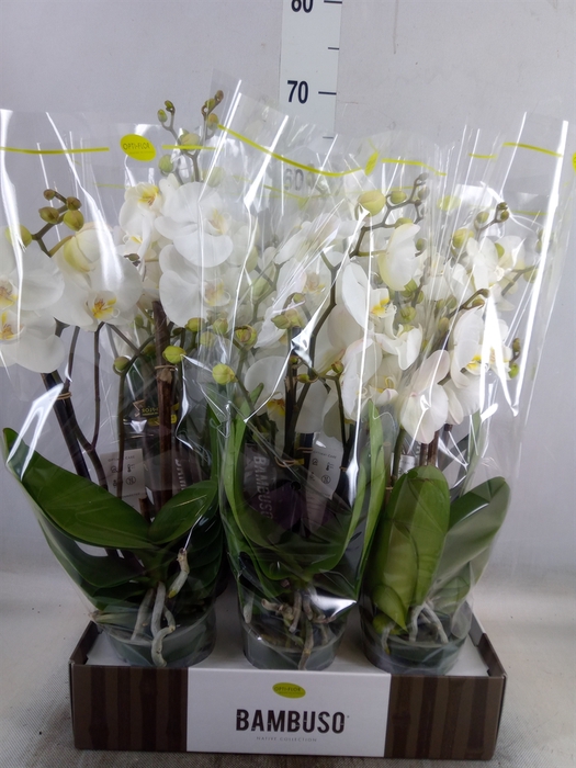 <h4>Phalaenopsis   ...white</h4>