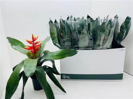 <h4>Aech Pe Elegant Flam</h4>