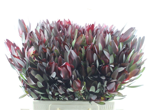 <h4>Leucad Saf Sunset Spray</h4>