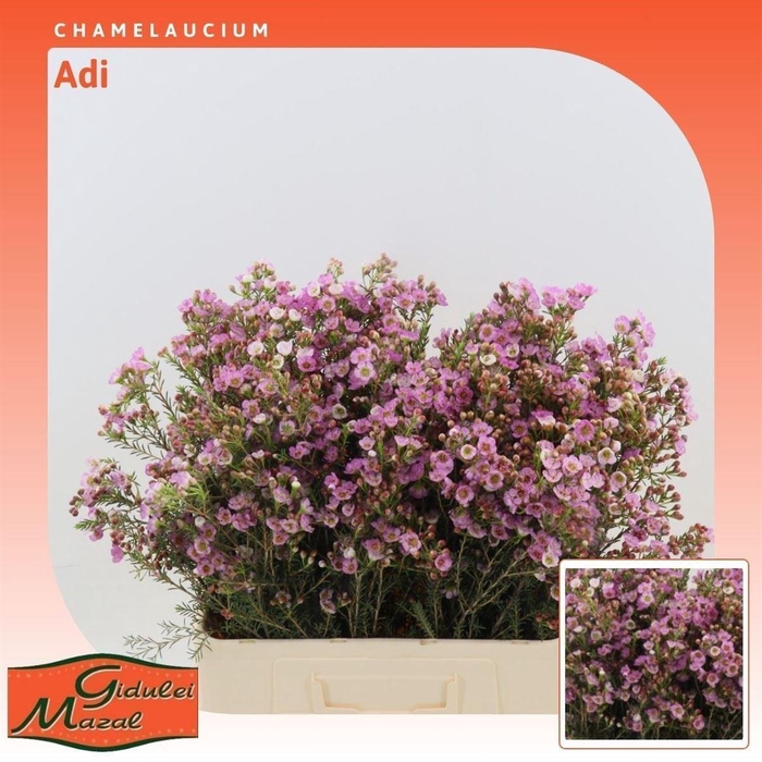 <h4>Chamelaucium megalopetalum 'Grand Adi'</h4>