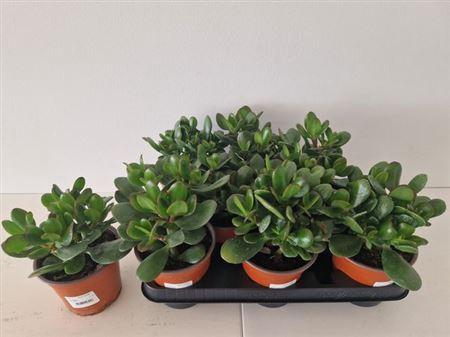 <h4>Crass Ovata</h4>