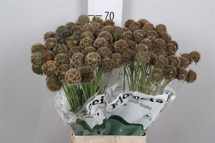 <h4>Scabiosa Stellata Zd</h4>