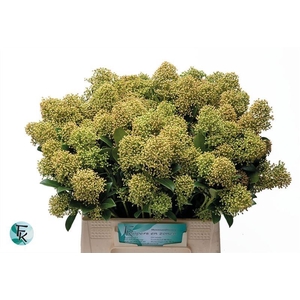 Skimmia Snow White