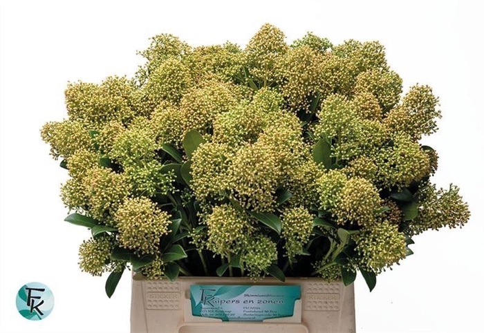 <h4>Skimmia Snow White</h4>