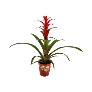 Guzmania Allura in Kerstcover