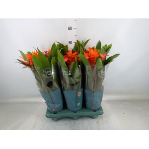 Guzmania  'Fiero Orange'