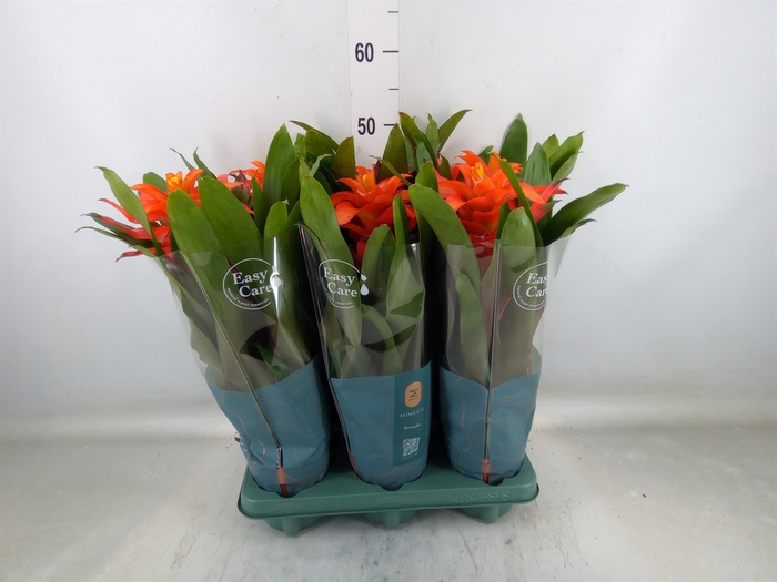 <h4>Guzmania  'Fiero Orange'</h4>
