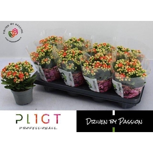 KALAN CALAN GENEVA P12