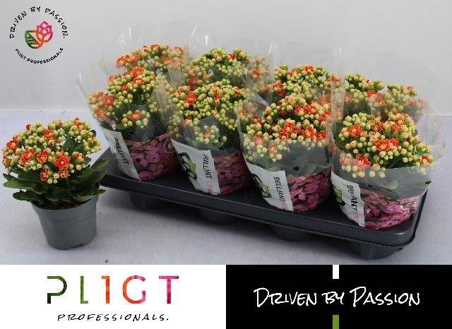 <h4>KALAN CALAN GENEVA P12</h4>