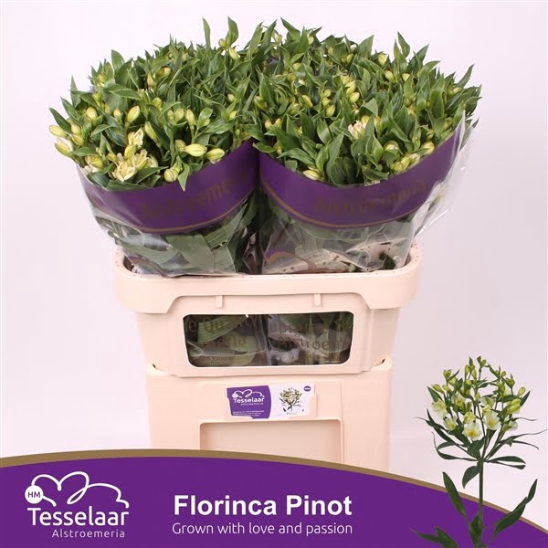 <h4>Alstr Florinca Pinot Super Young HM</h4>