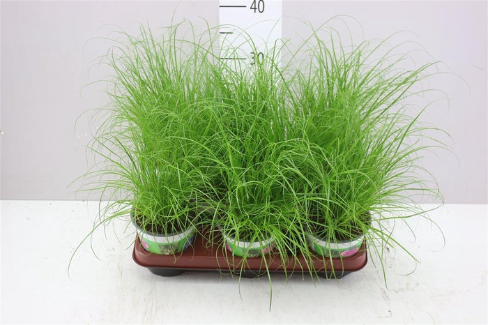 <h4>Cyperus Alt Zumula</h4>