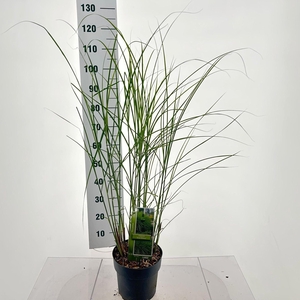 Miscanthus sinensis Gracillimus