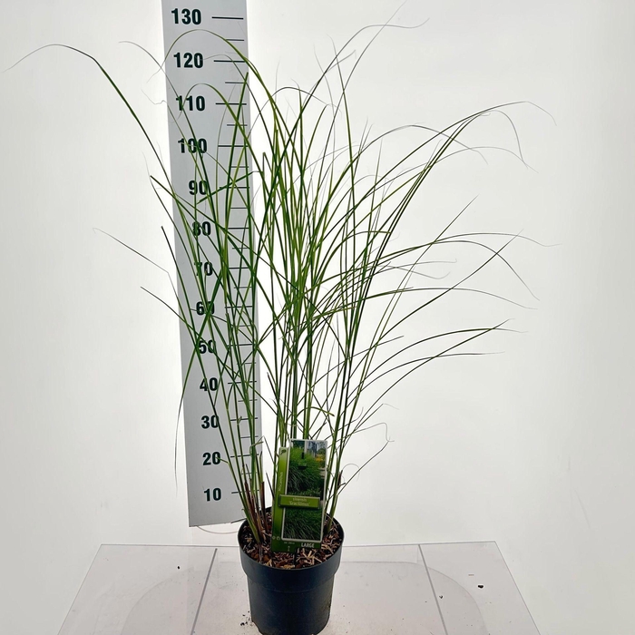 Miscanthus sinensis Gracillimus