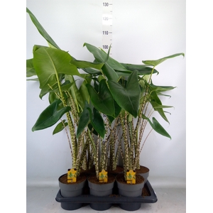Alocasia zebrina