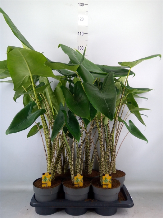 <h4>Alocasia zebrina</h4>