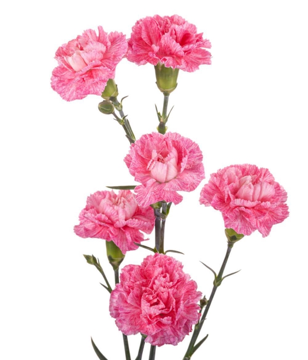 <h4>DIAN.TR. Laila</h4>