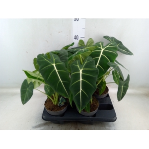 Alocasia   ...