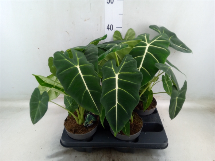 <h4>Alocasia   ...</h4>