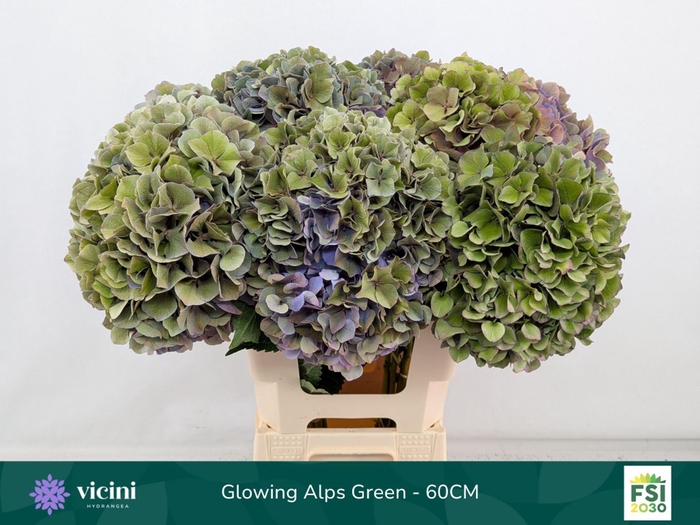 <h4>Hydrangea  'Glowing Alp Purple'  CL</h4>